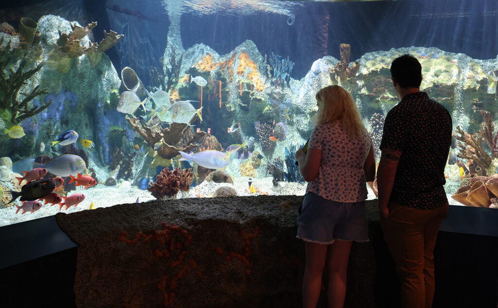 Couple takes in aquarium views at museum.